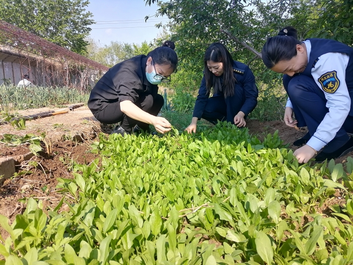 唐山北收费站紧密结合自身实际，利用闲置的土地开垦菜地，合理布局，深入开展职工小菜园建设活动规范种植。