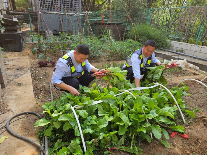 5.29秦北站小菜园收货红萝卜