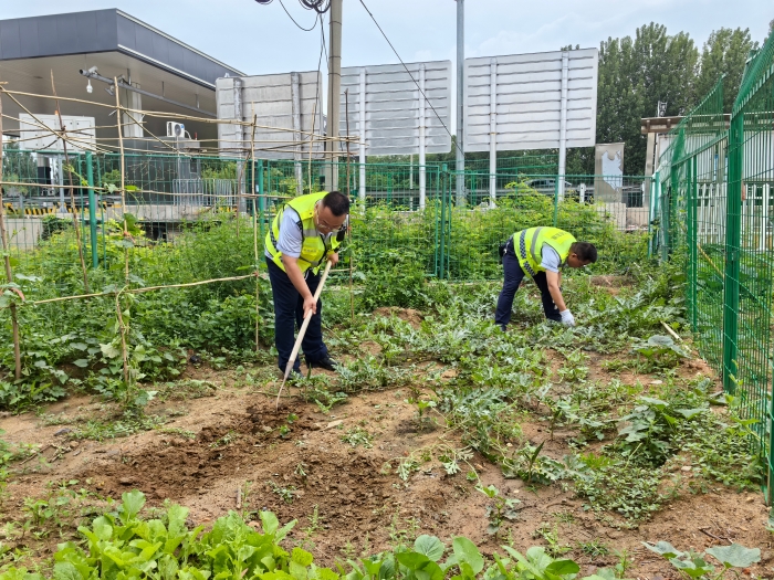 6.20秦北站收费四班小菜园除草 6.20秦北站收费四班小菜园除草
