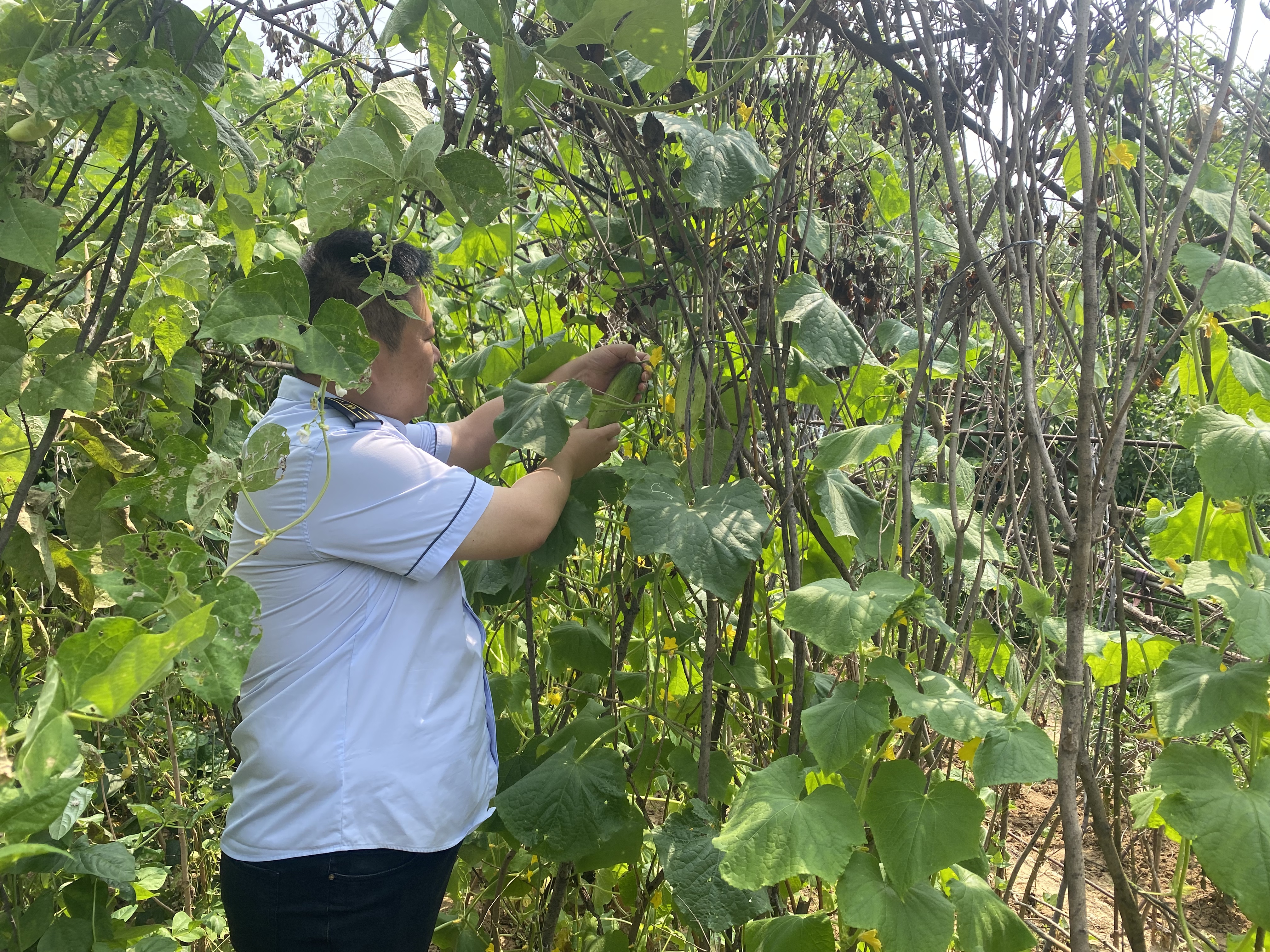 唐山管理中心： 菜园喜迎丰收  职工乐享生活