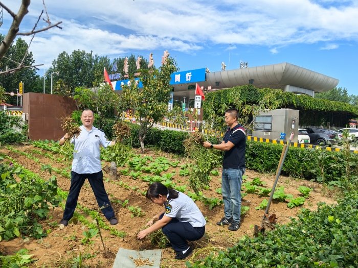 9.8秦北站收获花生