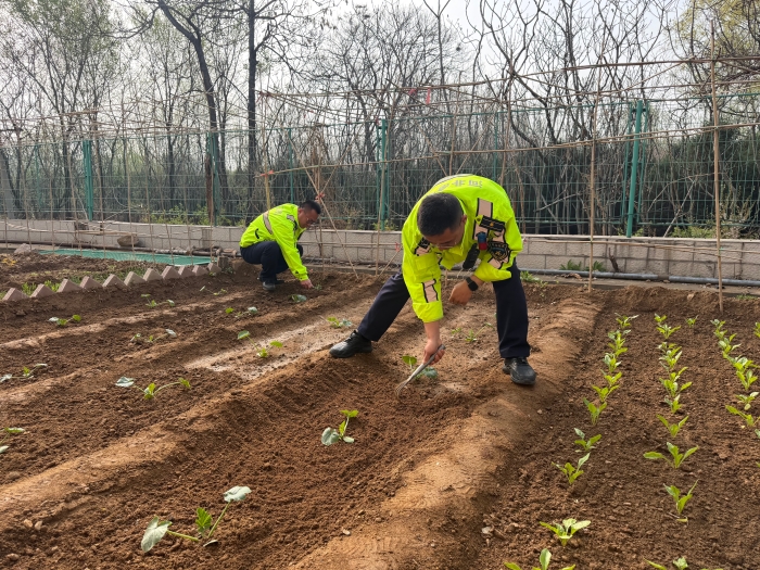 4.15秦北站收费四班开垦小菜园